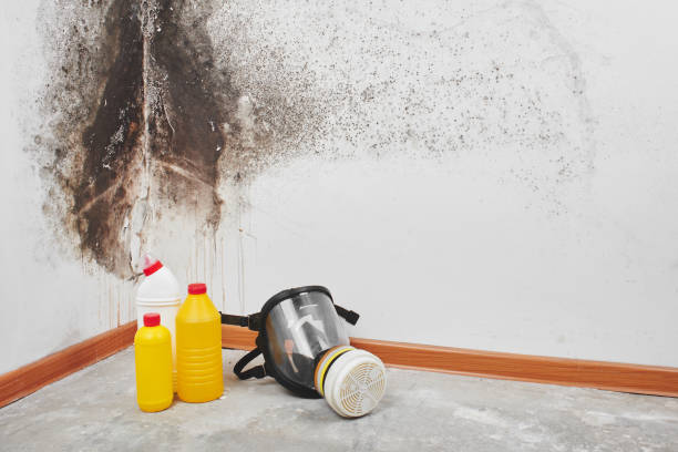 Best Mold Cleaning Services  in Desert View Highlands, CA