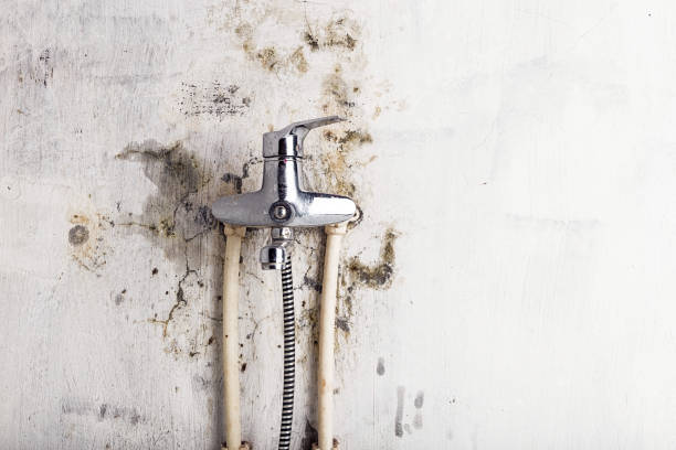 Best Fast Mold Removal  in Desert View Highlands, CA