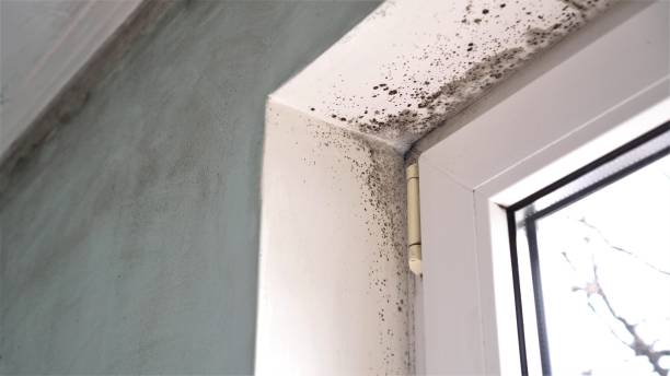 Best Residential Mold Removal  in Desert View Highlands, CA