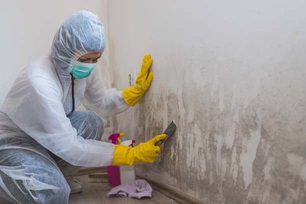 Best Professional Mold Removal  in Desert View Highlands, CA
