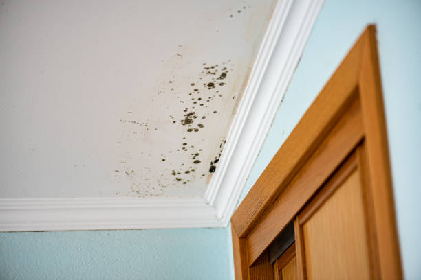 Best Commercial Mold Removal  in Desert View Highlands, CA