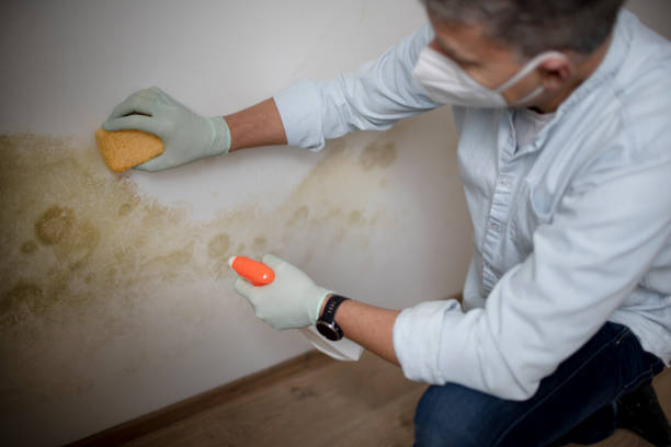 Best Affordable Mold Removal  in Desert View Highlands, CA