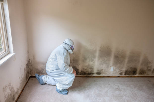 Certified Mold Removal in Desert View Highlands, CA