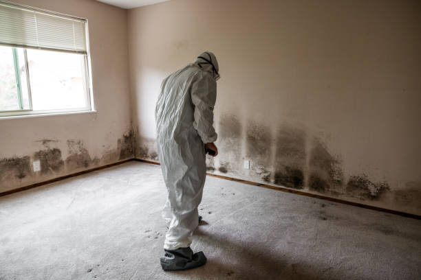 Best Crawl Space Mold Removal  in Desert View Highlands, CA