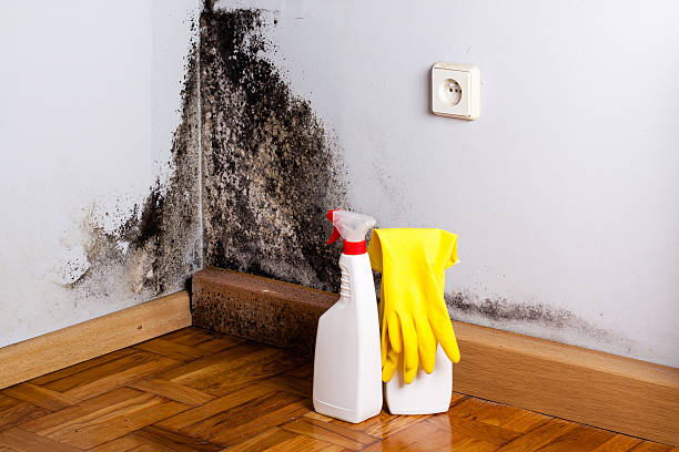 Best Attic Mold Removal  in Desert View Highlands, CA