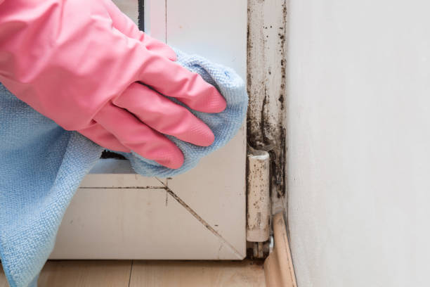 Best Best Mold Removal Companies  in Desert View Highlands, CA