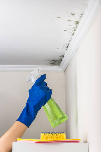 Best Black Mold Removal  in Desert View Highlands, CA
