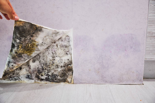 Mold Removal and Inspection in Desert View Highlands, CA